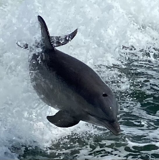 Dolphin at play