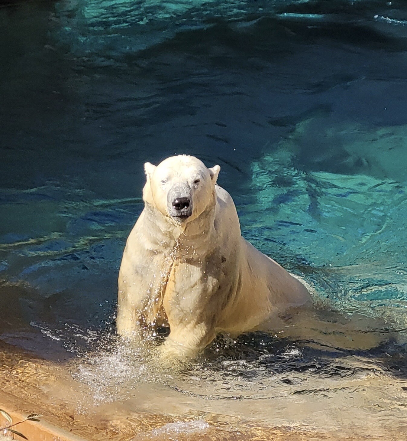 Lonely polar bear-Ecosystem Challenge