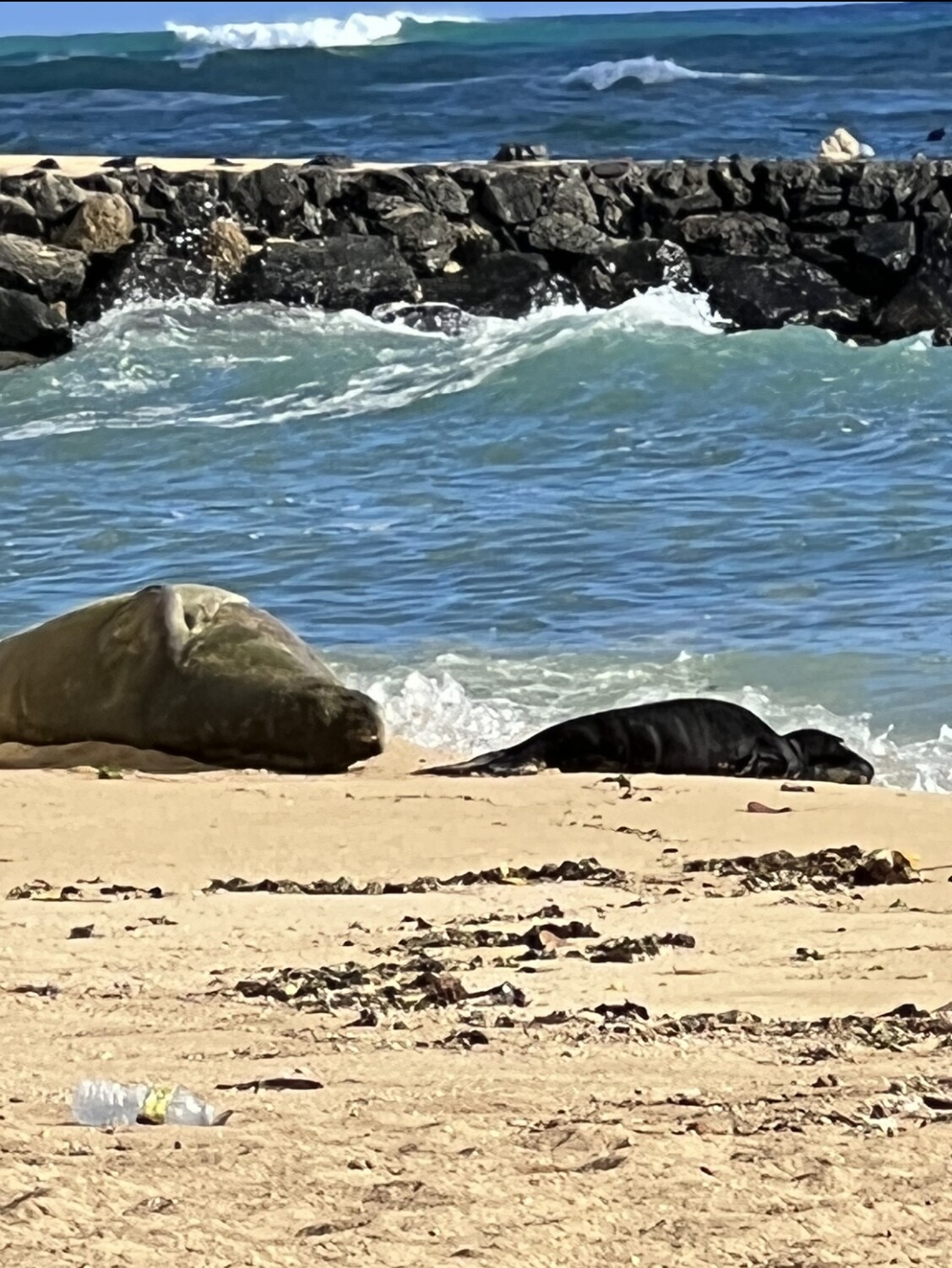 Rocky the Hawaiian Monk Seal & Her Pup Sunbathing