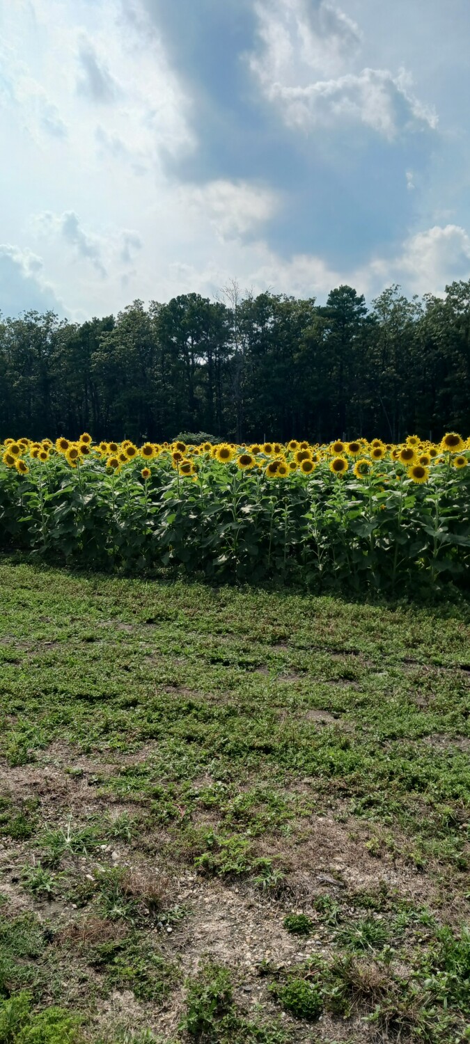 Jersey sunflower field