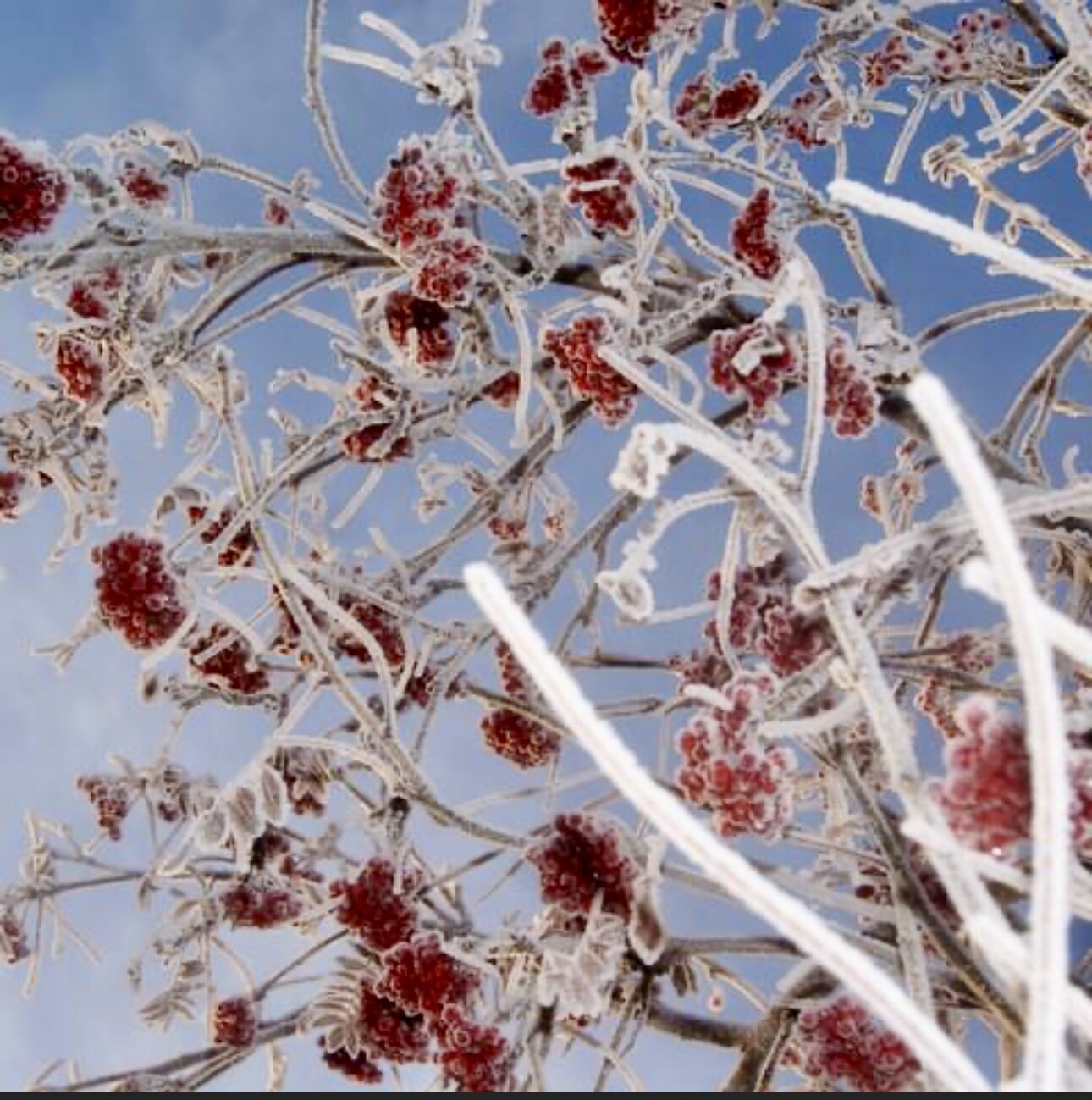 A frosty day in Alaska