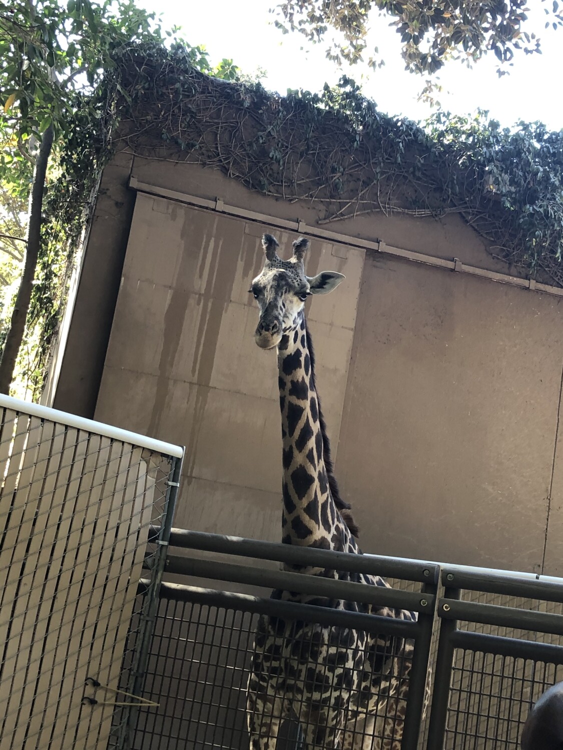 Giraffes