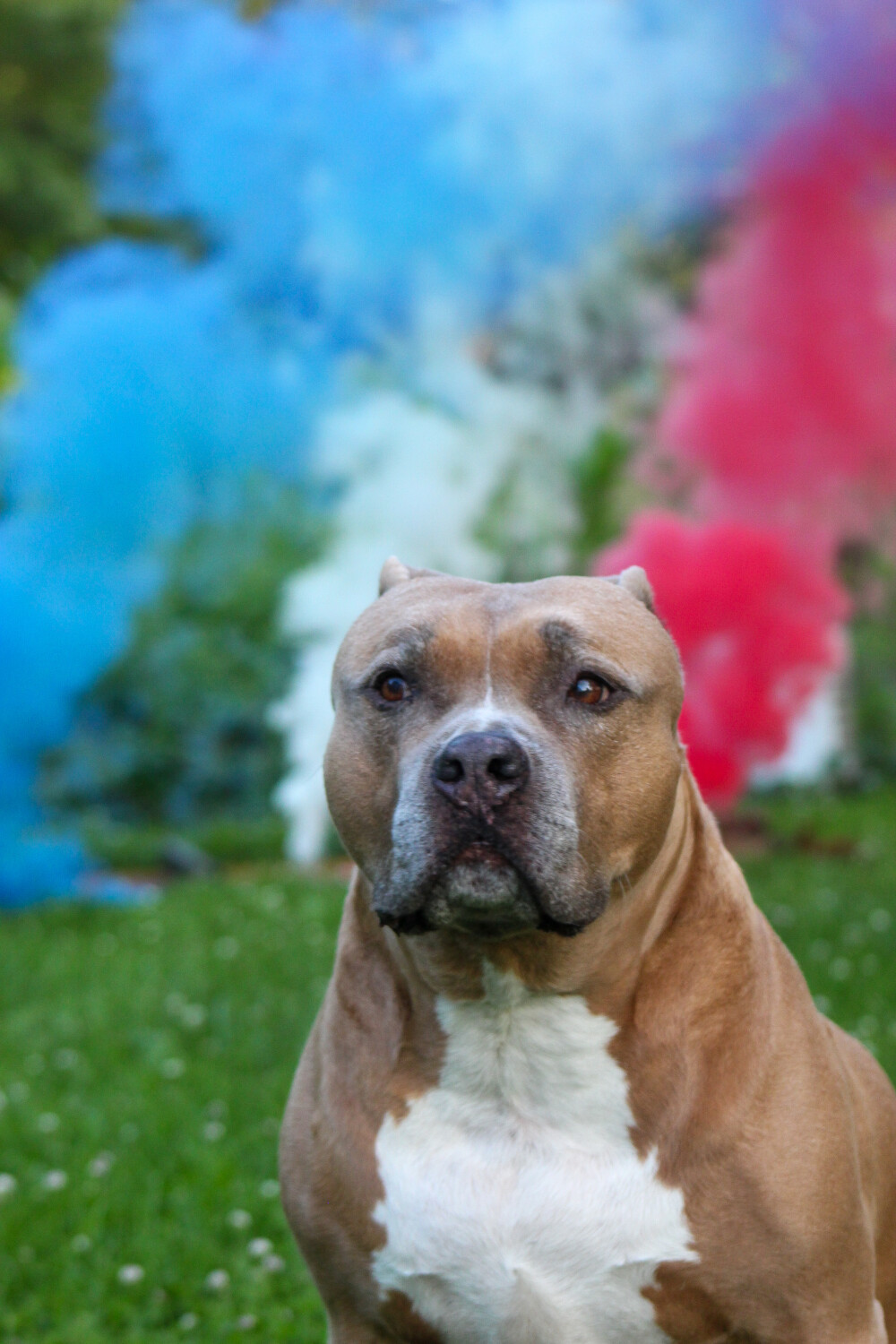 All American Best Friend