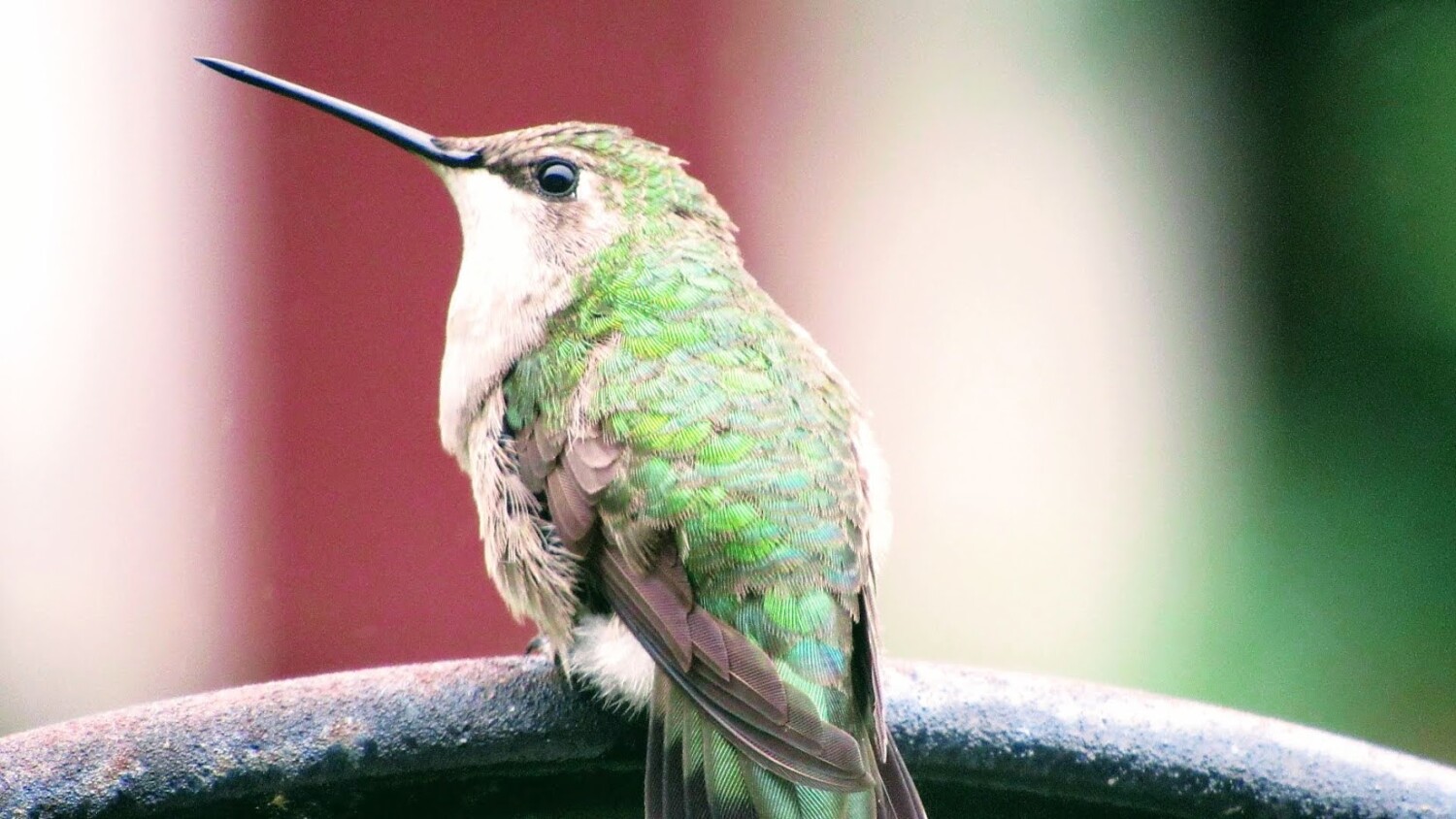 Happy Hummingbird
