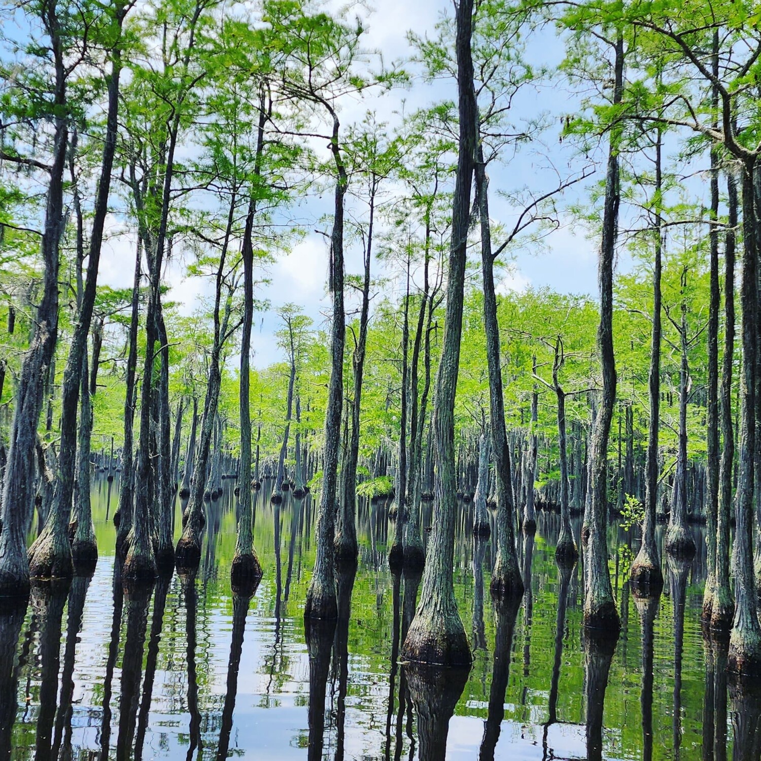 Cypress trees