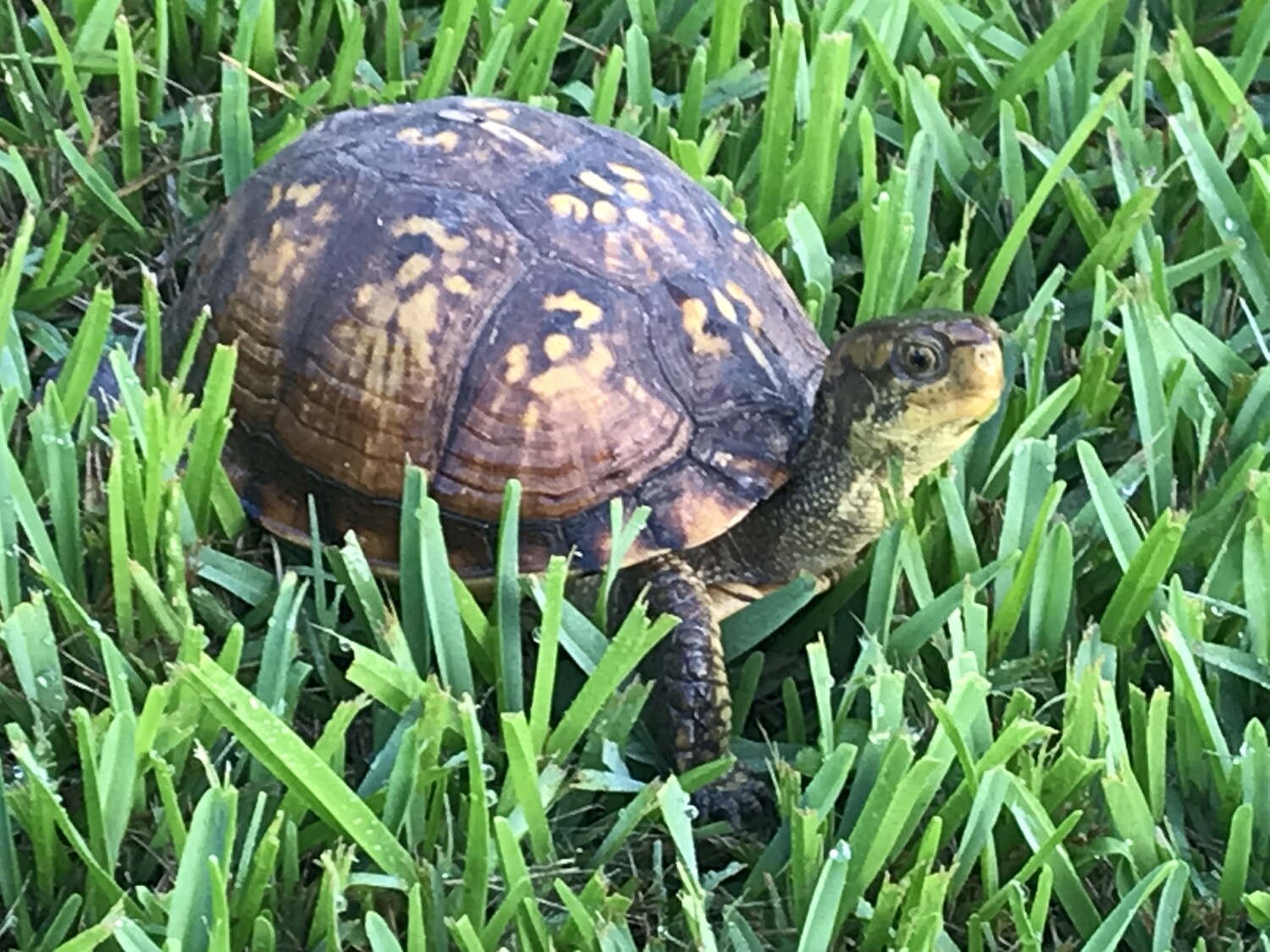 Turtle in morning walk.