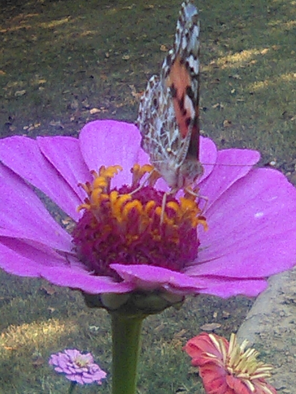 Butterfly in Paradise