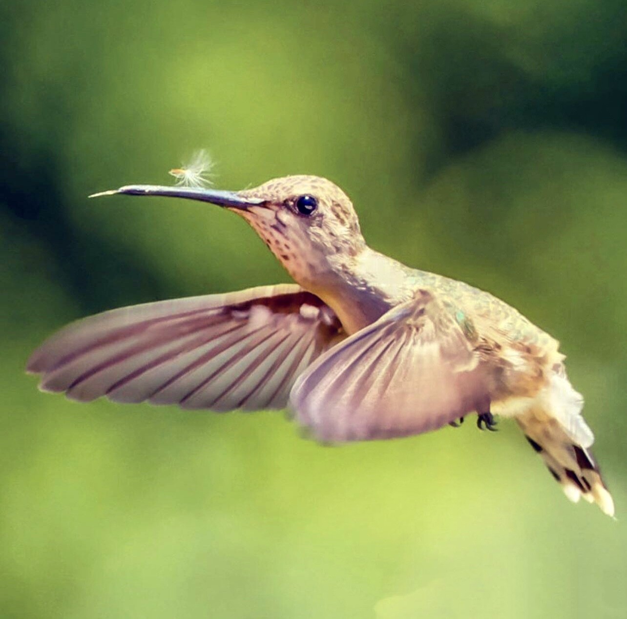 That Darn Dandelion Puffball