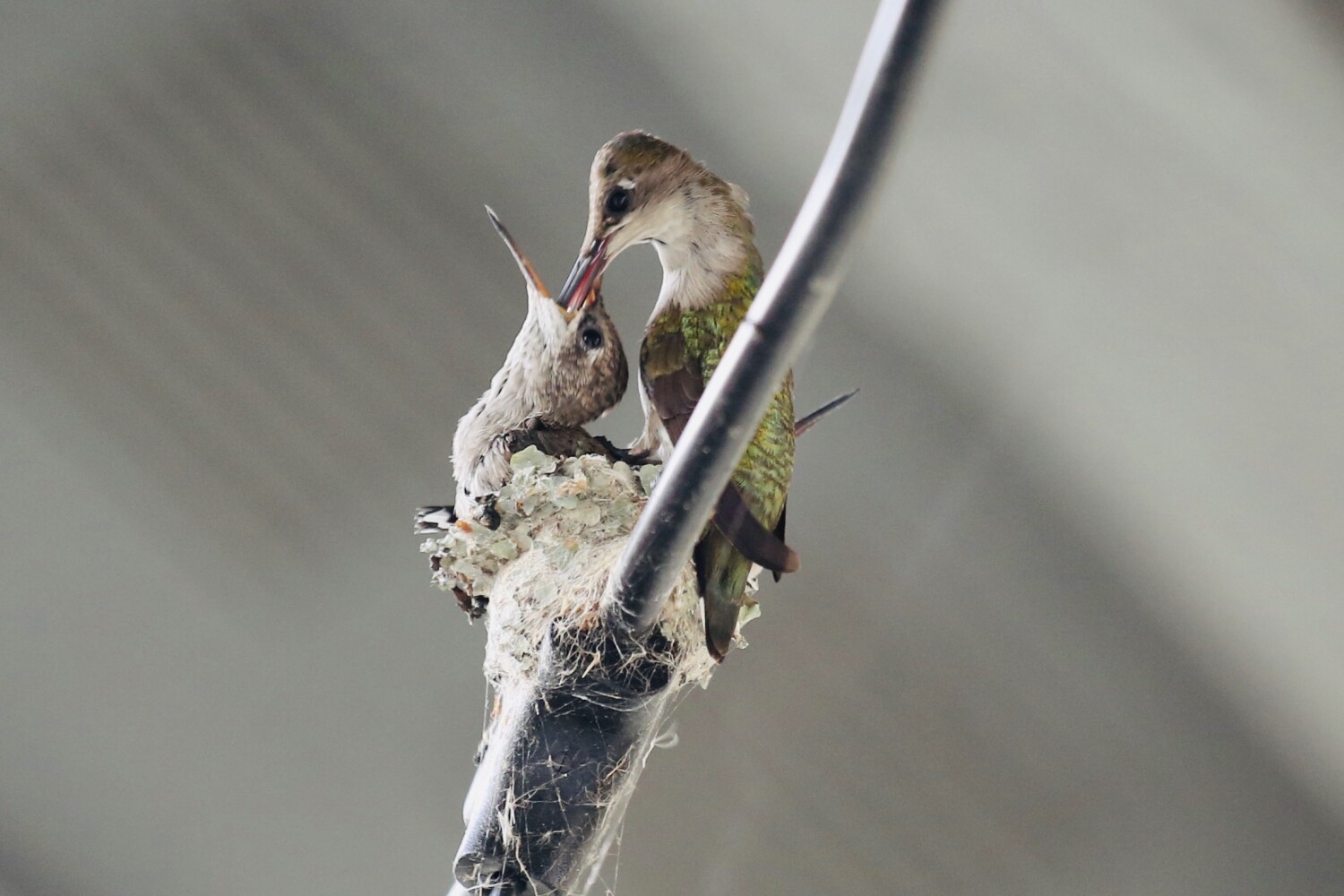 Hummingbird in my backyard