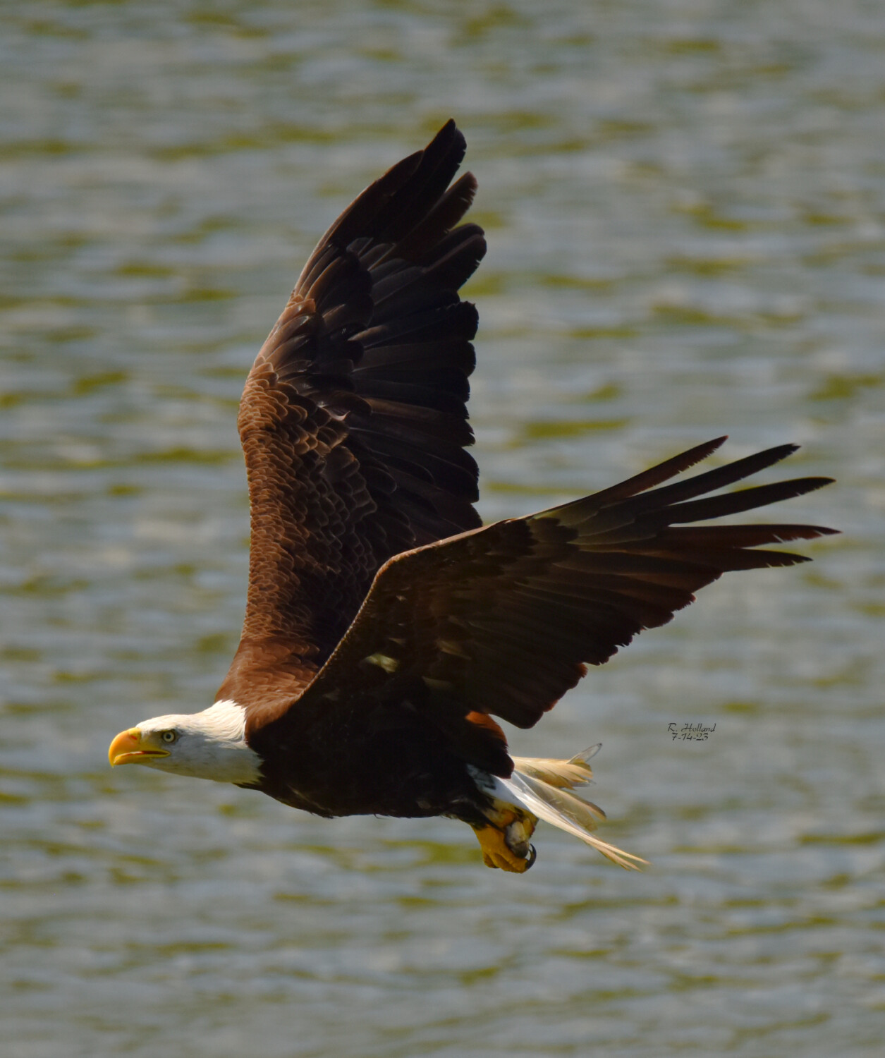 Adult Bald Eagle