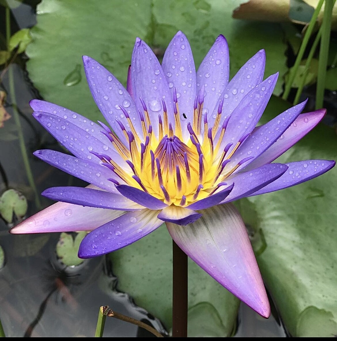 Water Lily