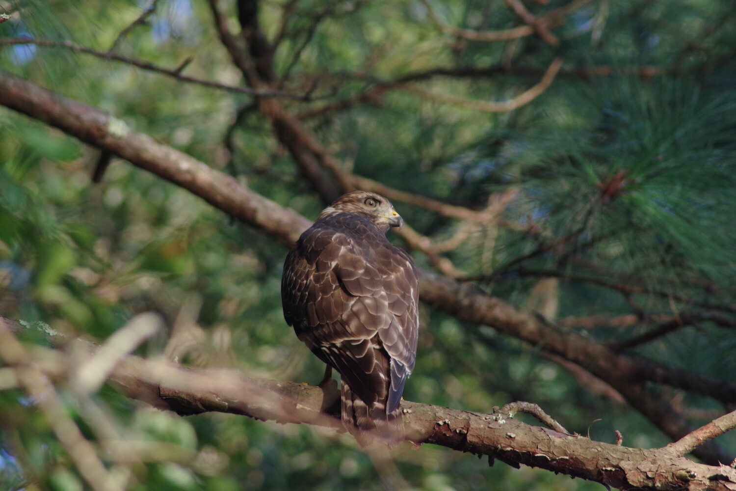 Hawk perched in tree