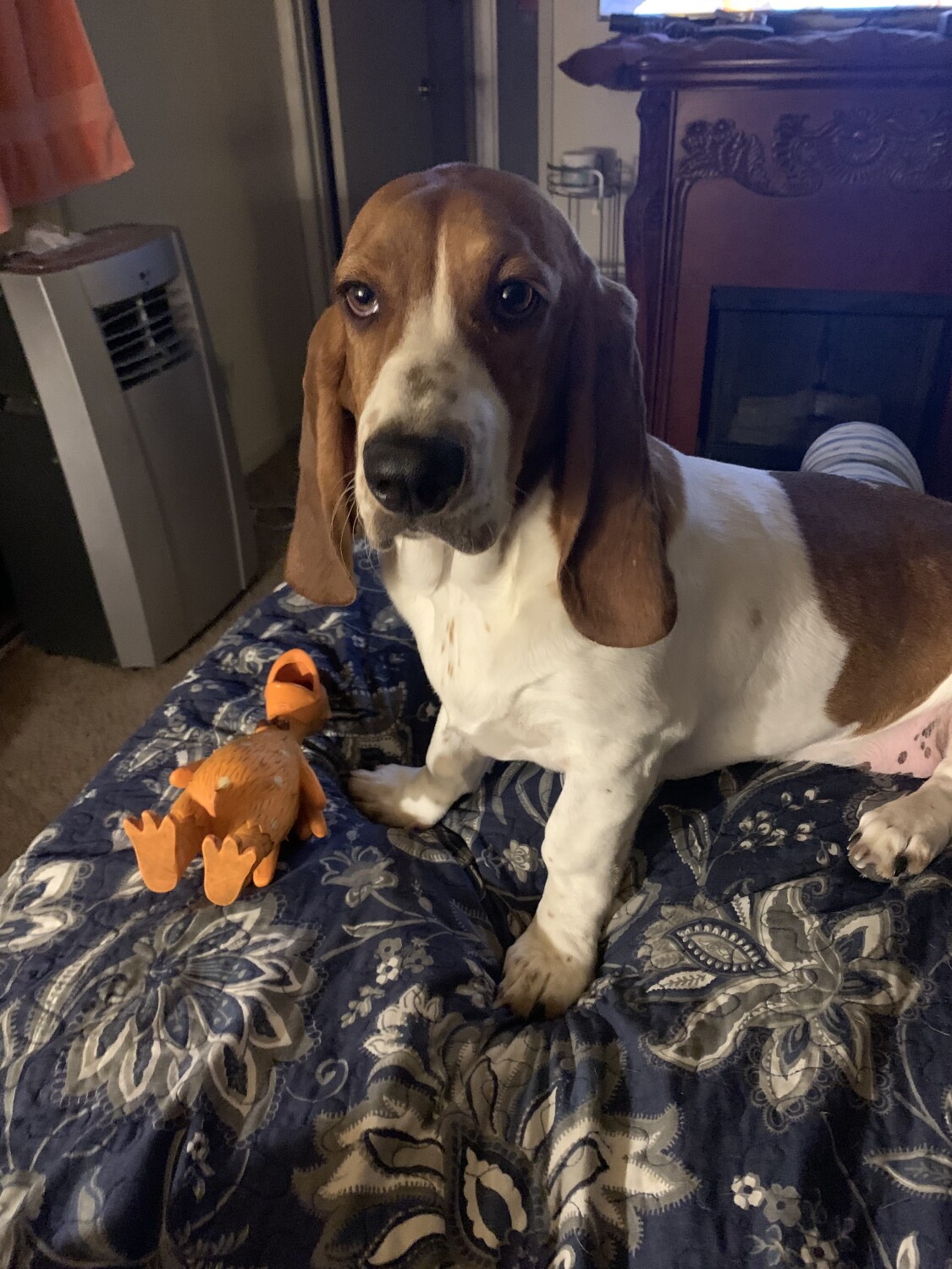 Bella loves her squeaky chicken. She throws it in