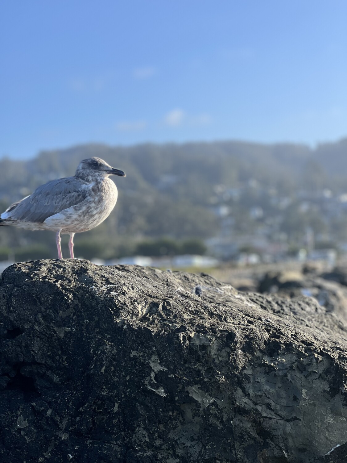 Baby Seagull
