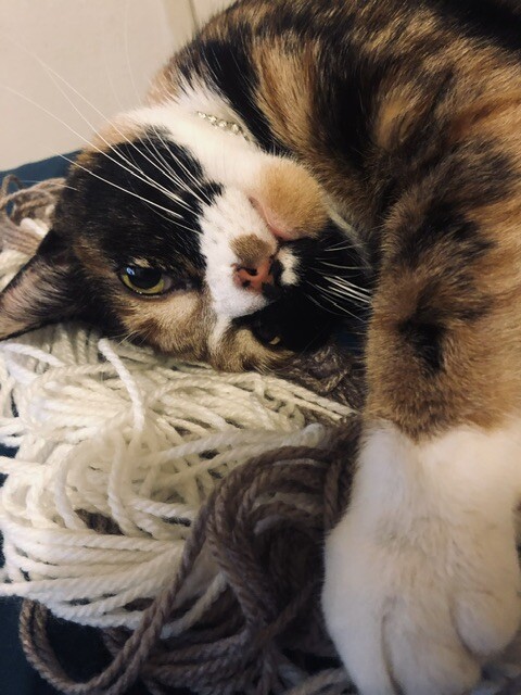 Love to play with yarn