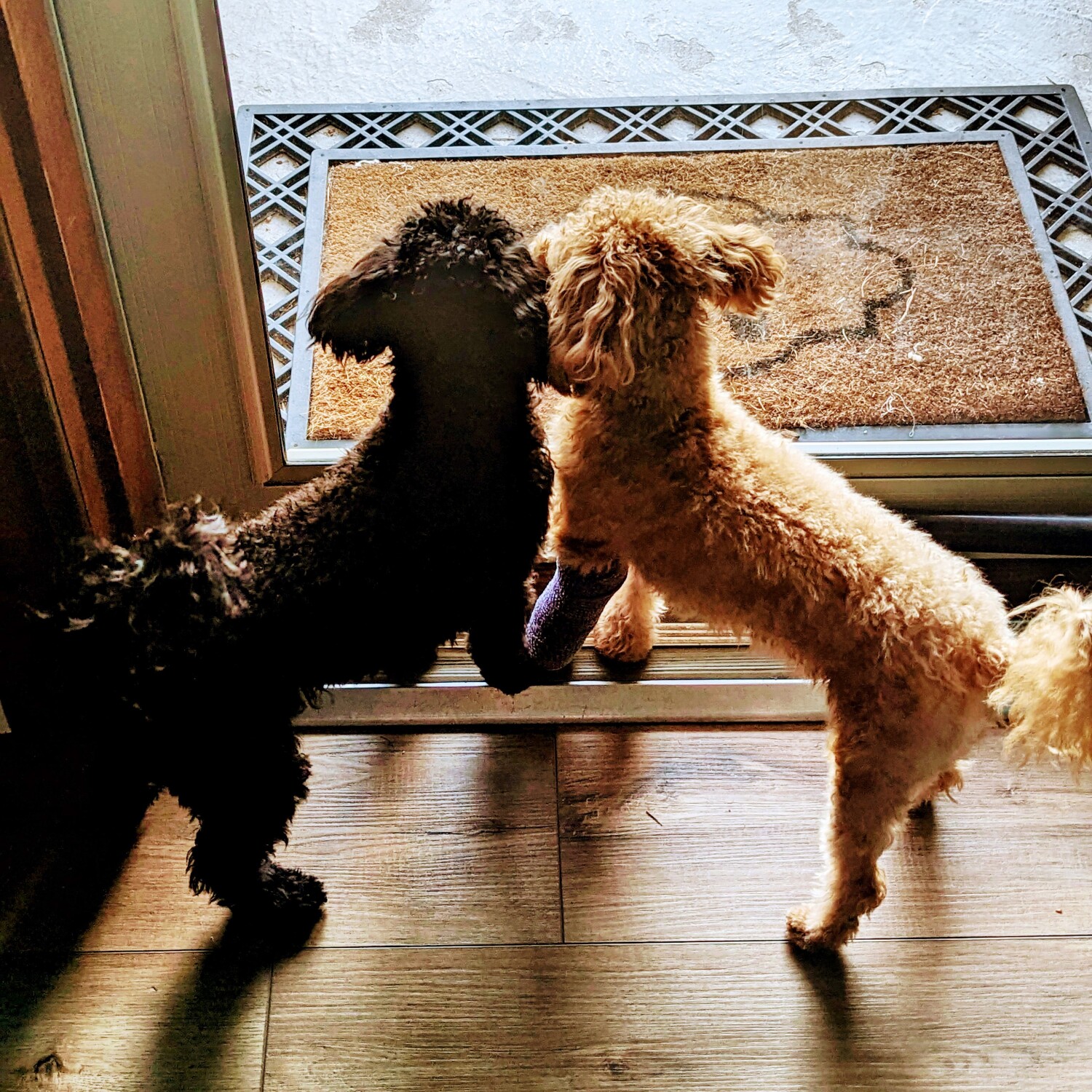 Poppy and Sable waiting for Daddy