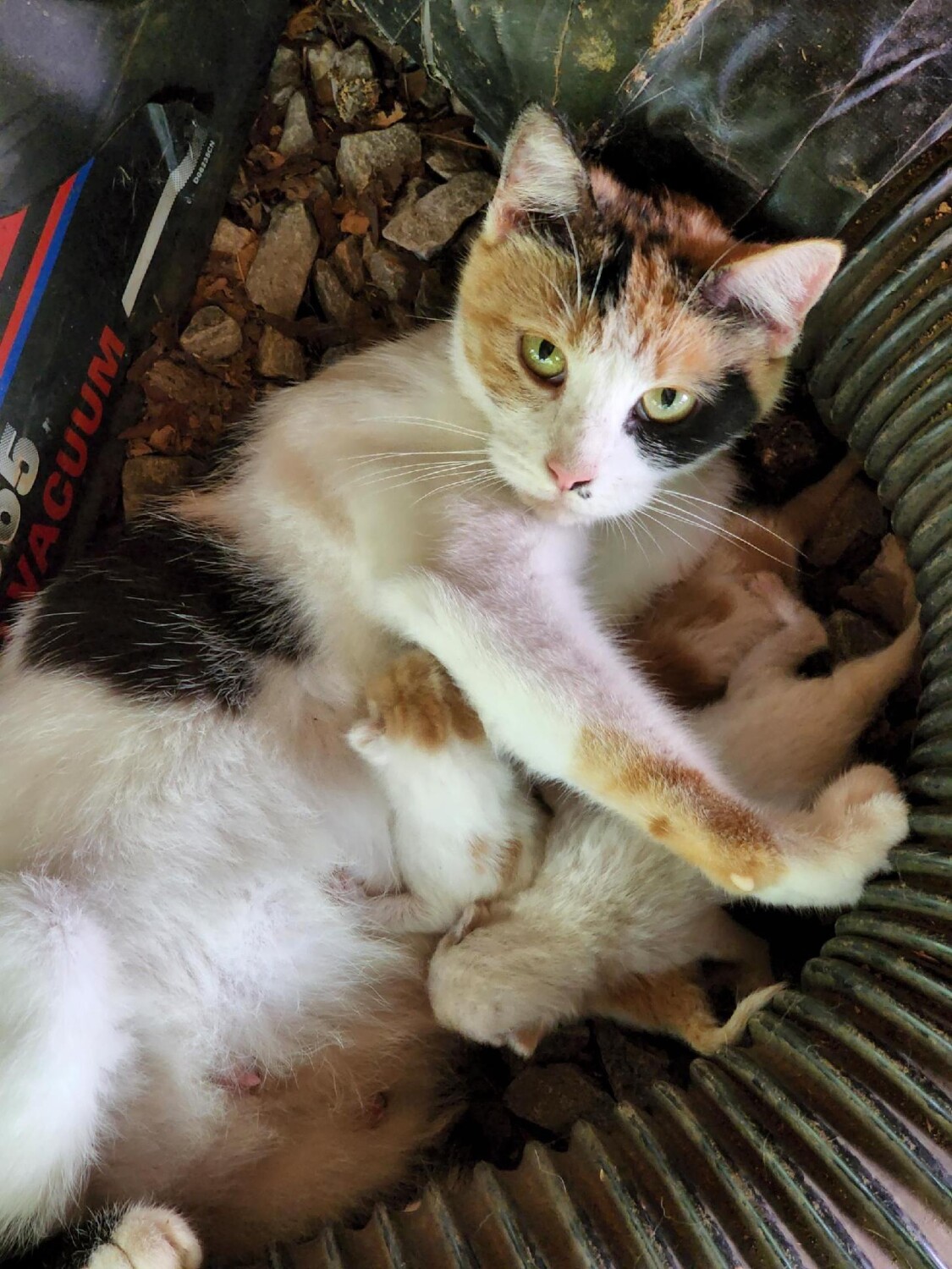 Mommy Kitty & Babies