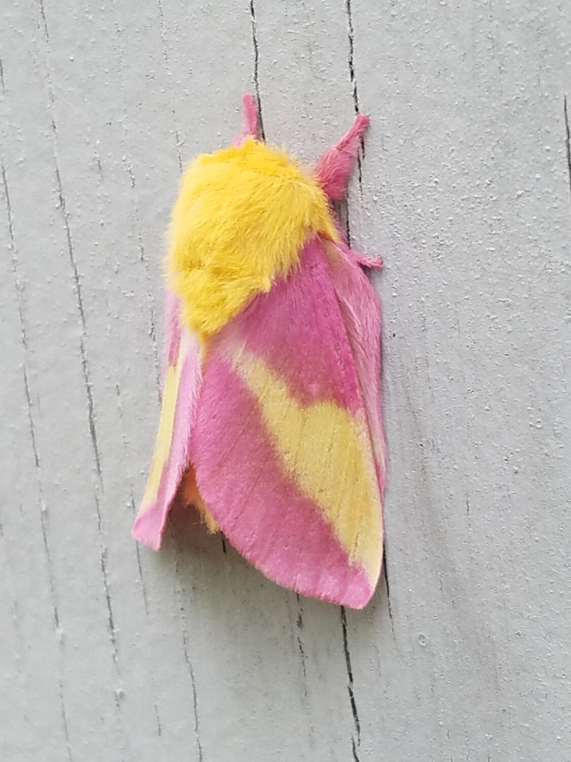 Moth