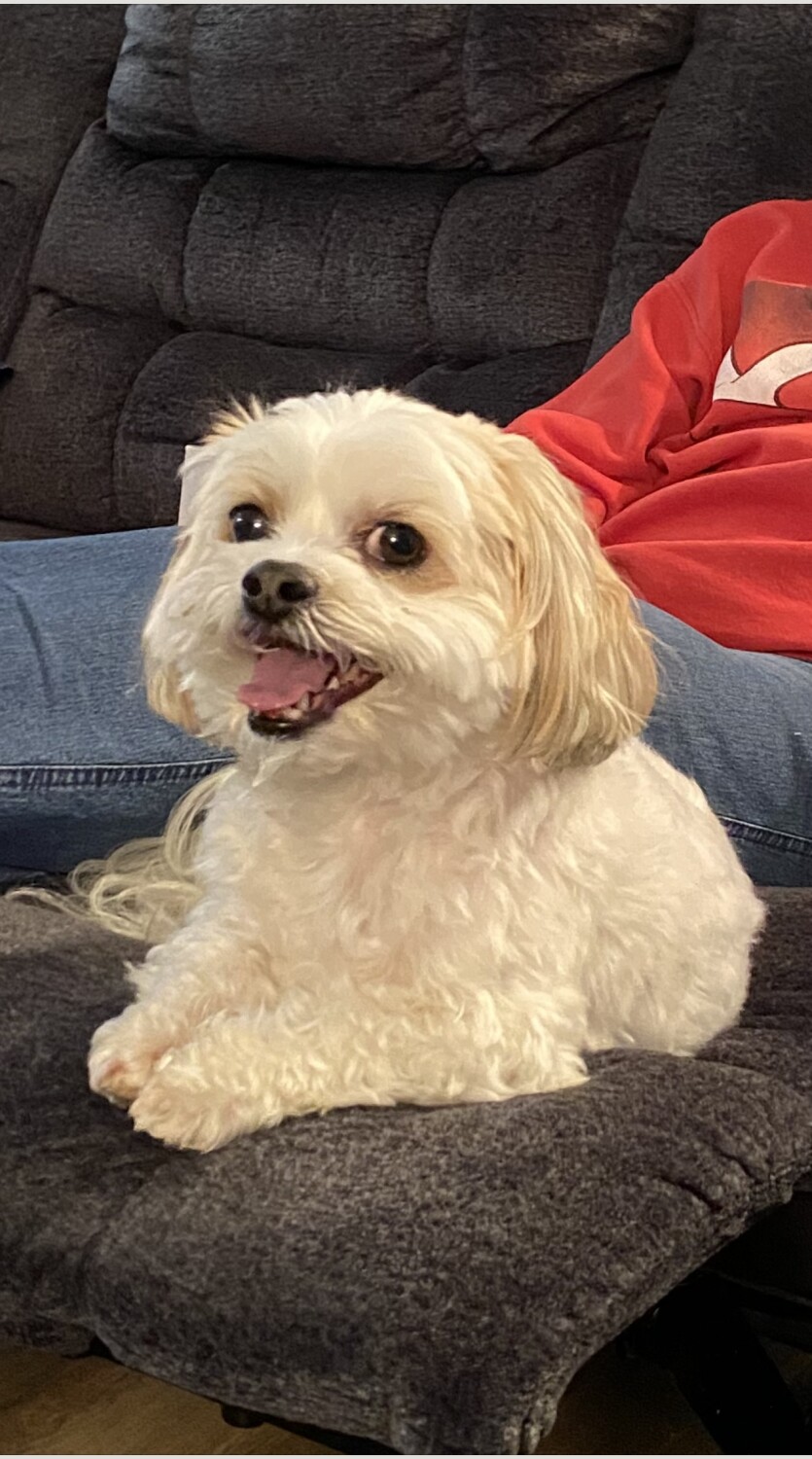 My grand dog … Odie