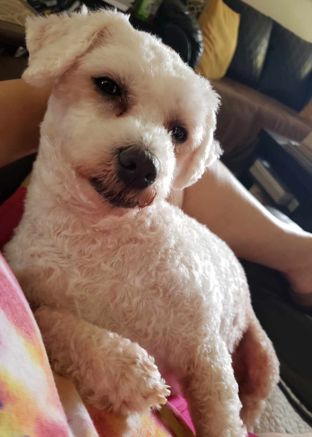 Sophie in My Lap on Lazy Sunday