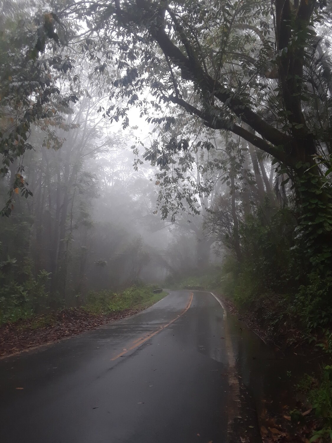 Misty Forest Road