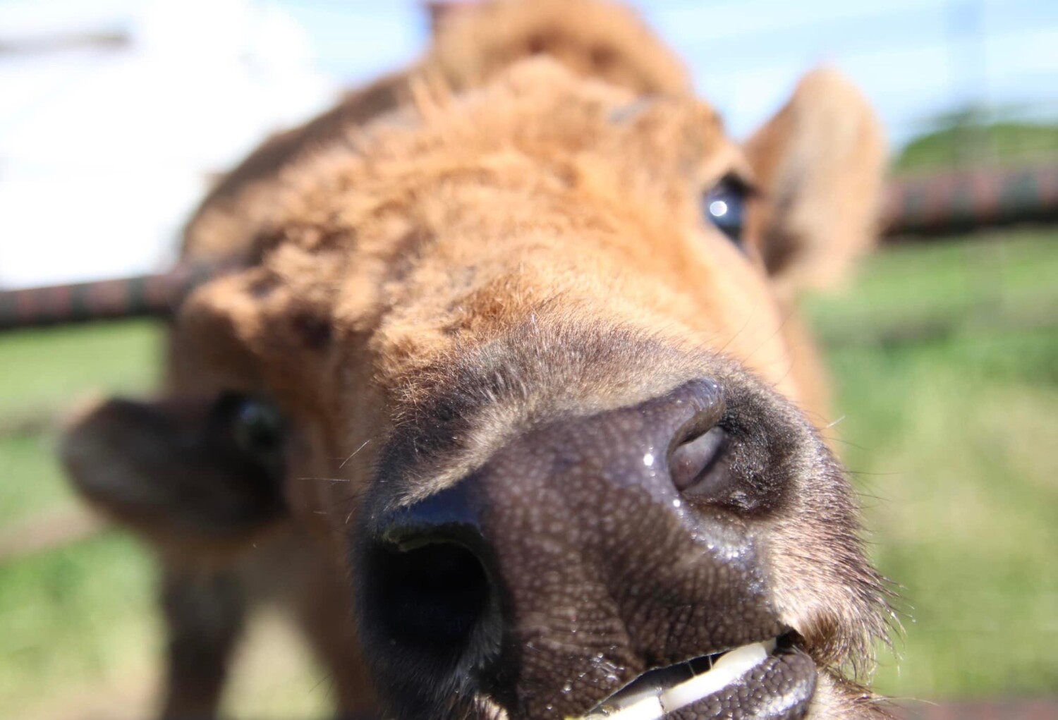 curious baby bison