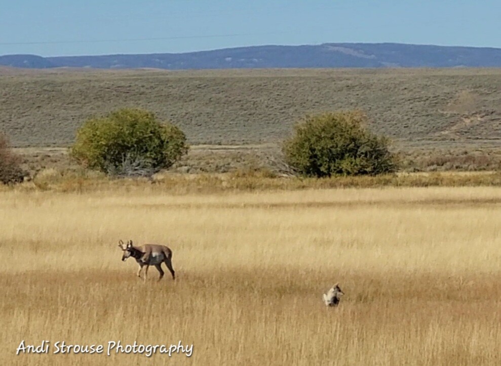 Best of friends Pronghorn and coyote