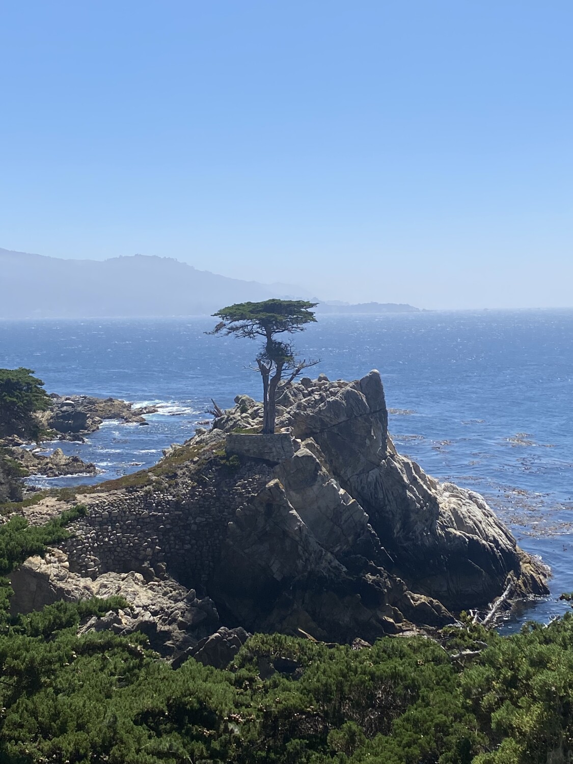 The Lone Cypress