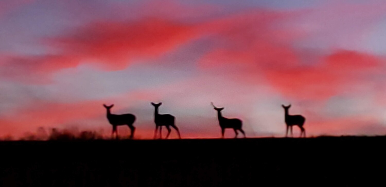 Deer at Sunset