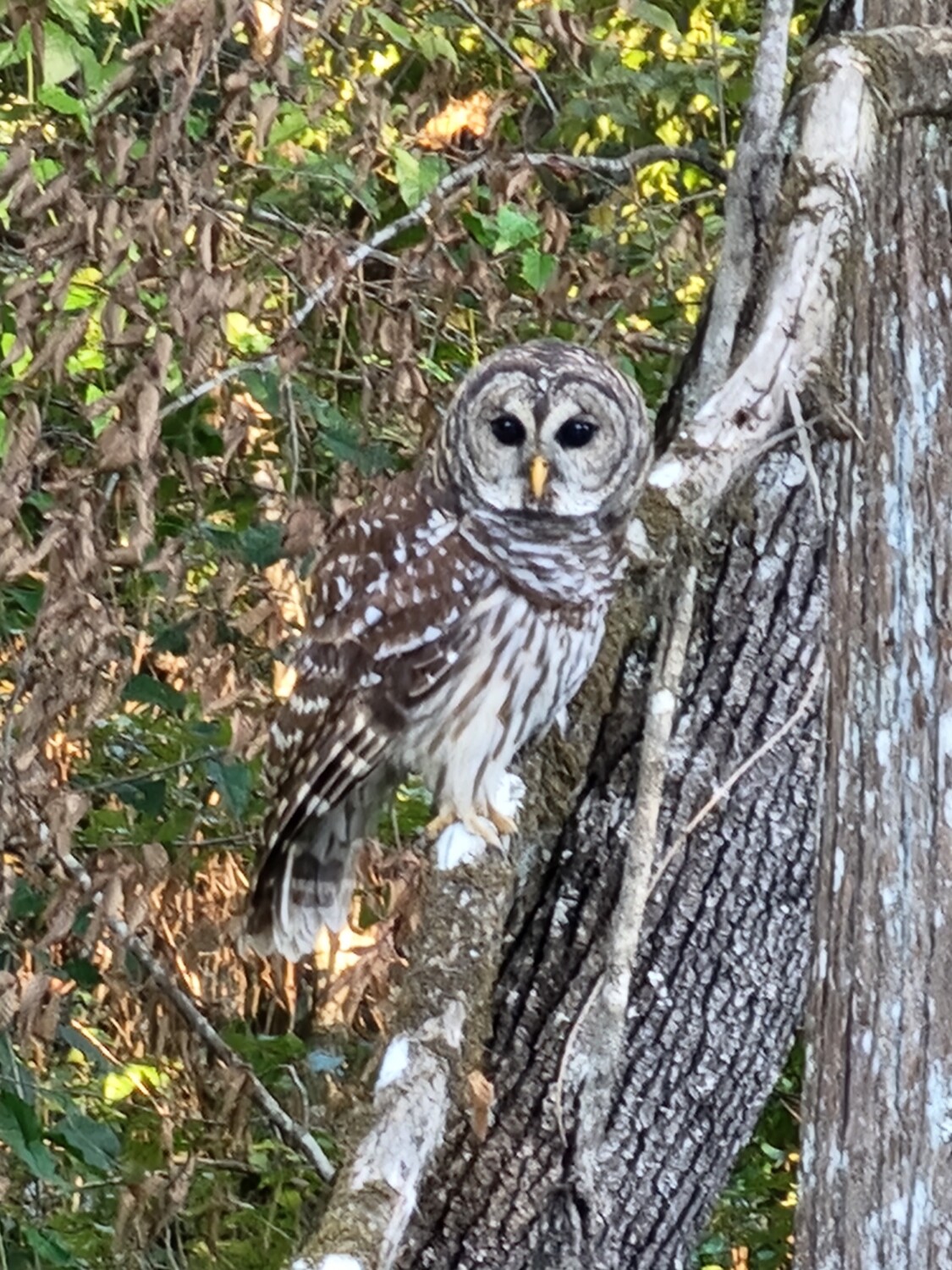Owl in the wild