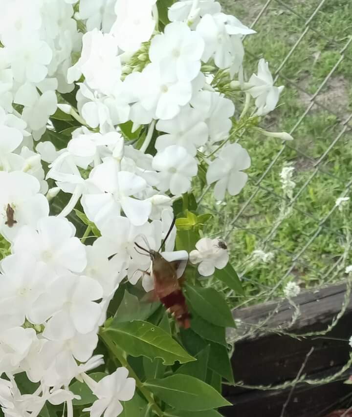 Rare moth hummingbird