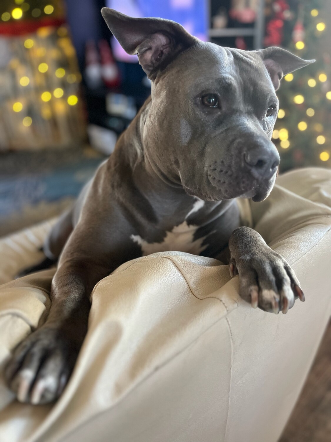 Waiting for Santa Paws