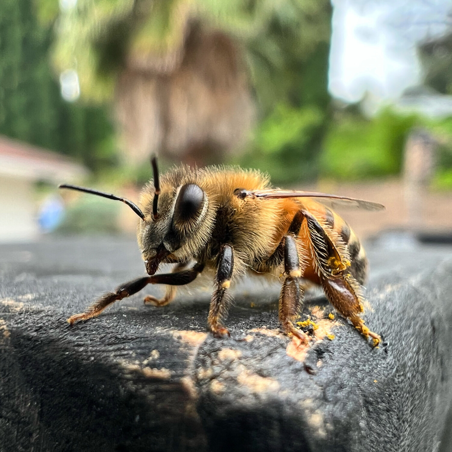 It’s a Beeautiful Day!