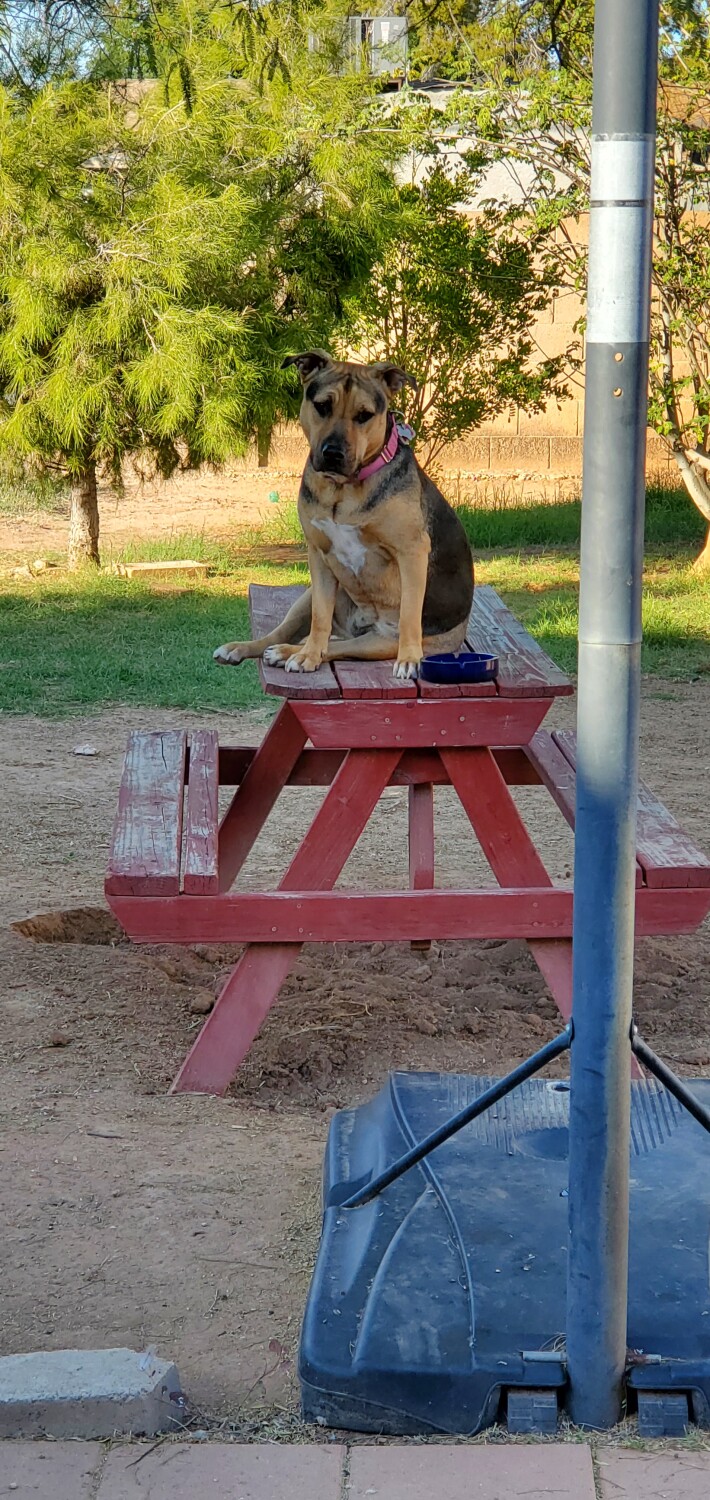Sally on the picnic table.
