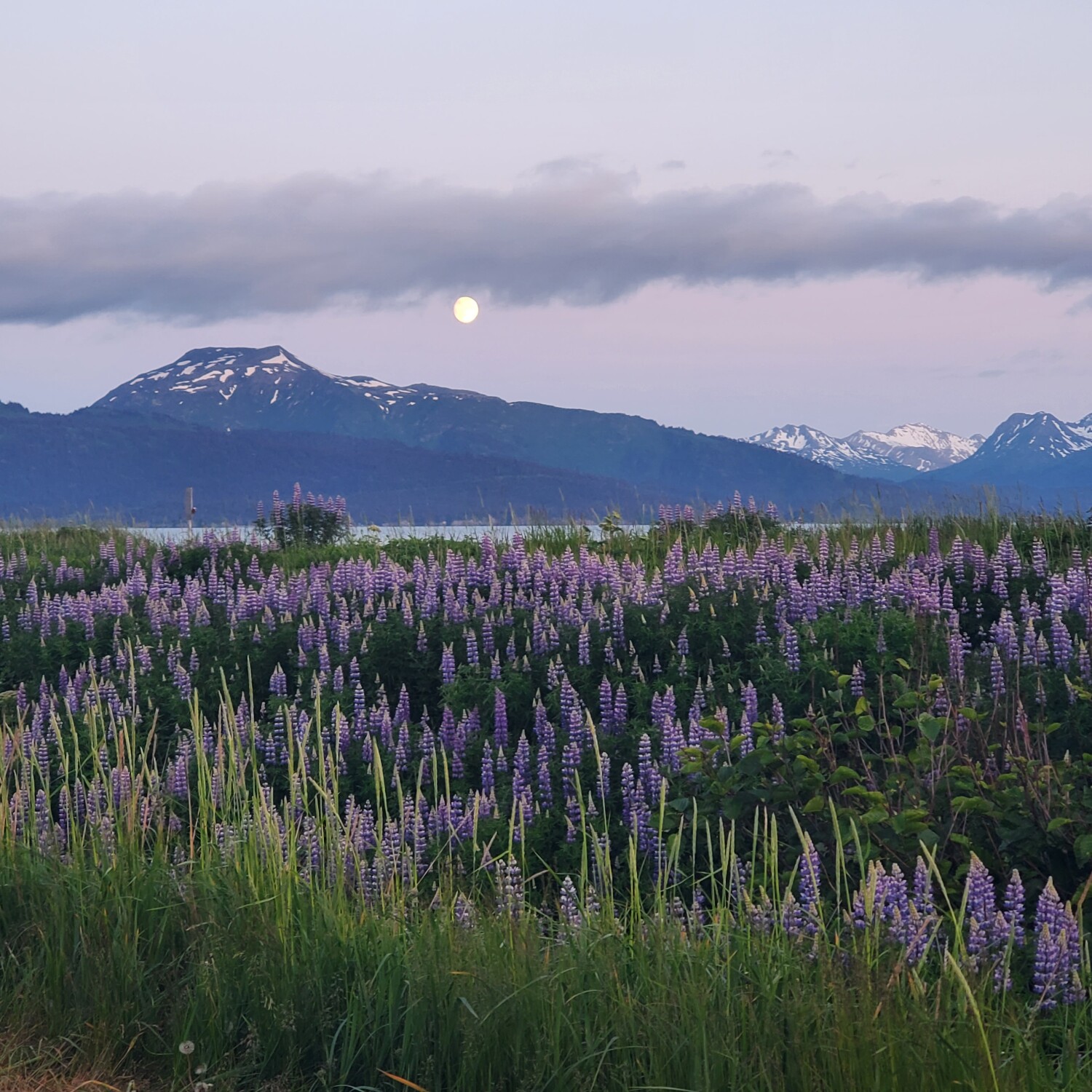 Mountain Moonlight Lupins