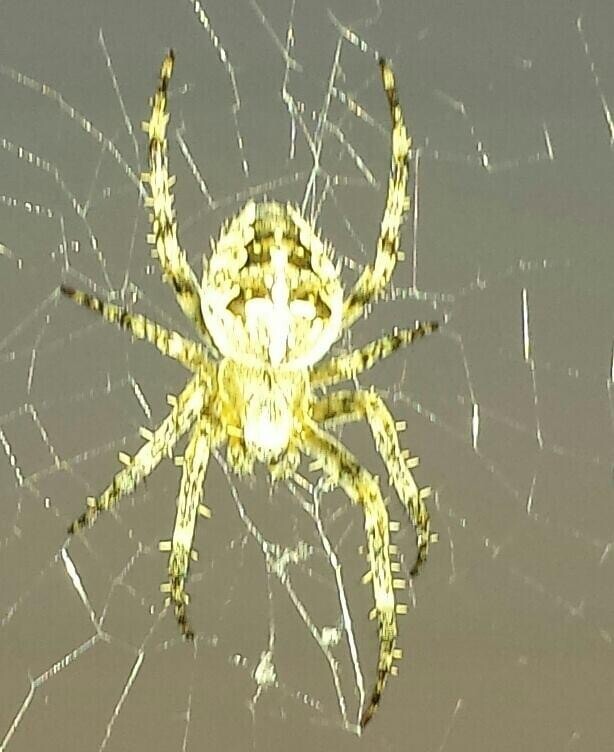 Halloween spider