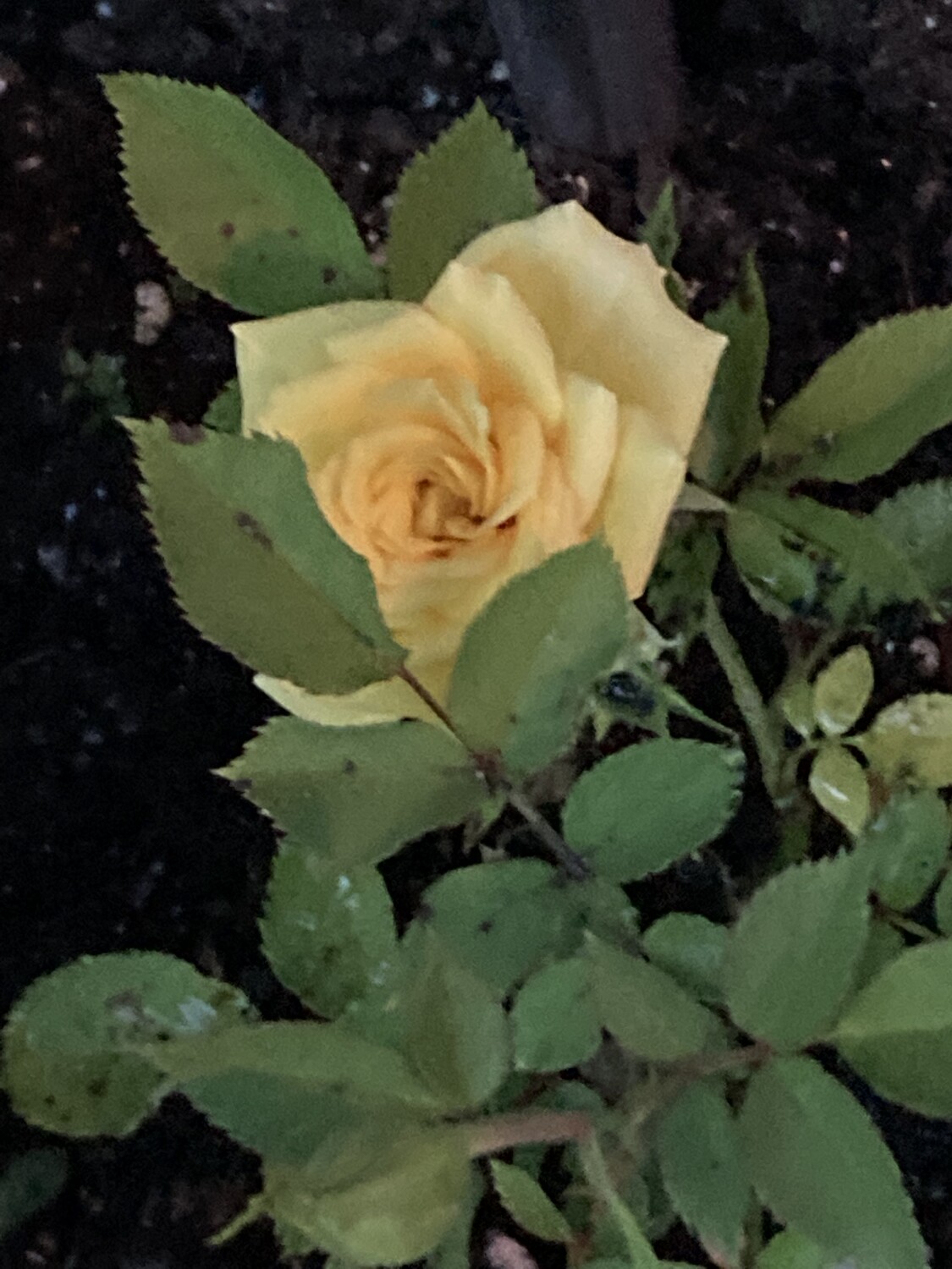 My yellow rose