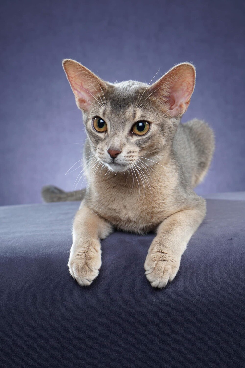 Belisama How To Save A Life