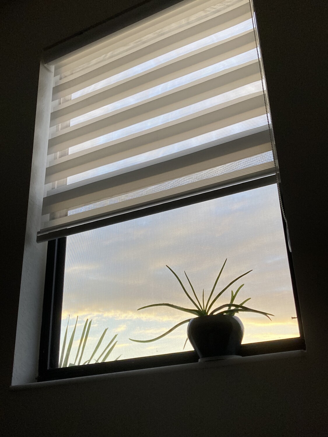 Cactus with a view