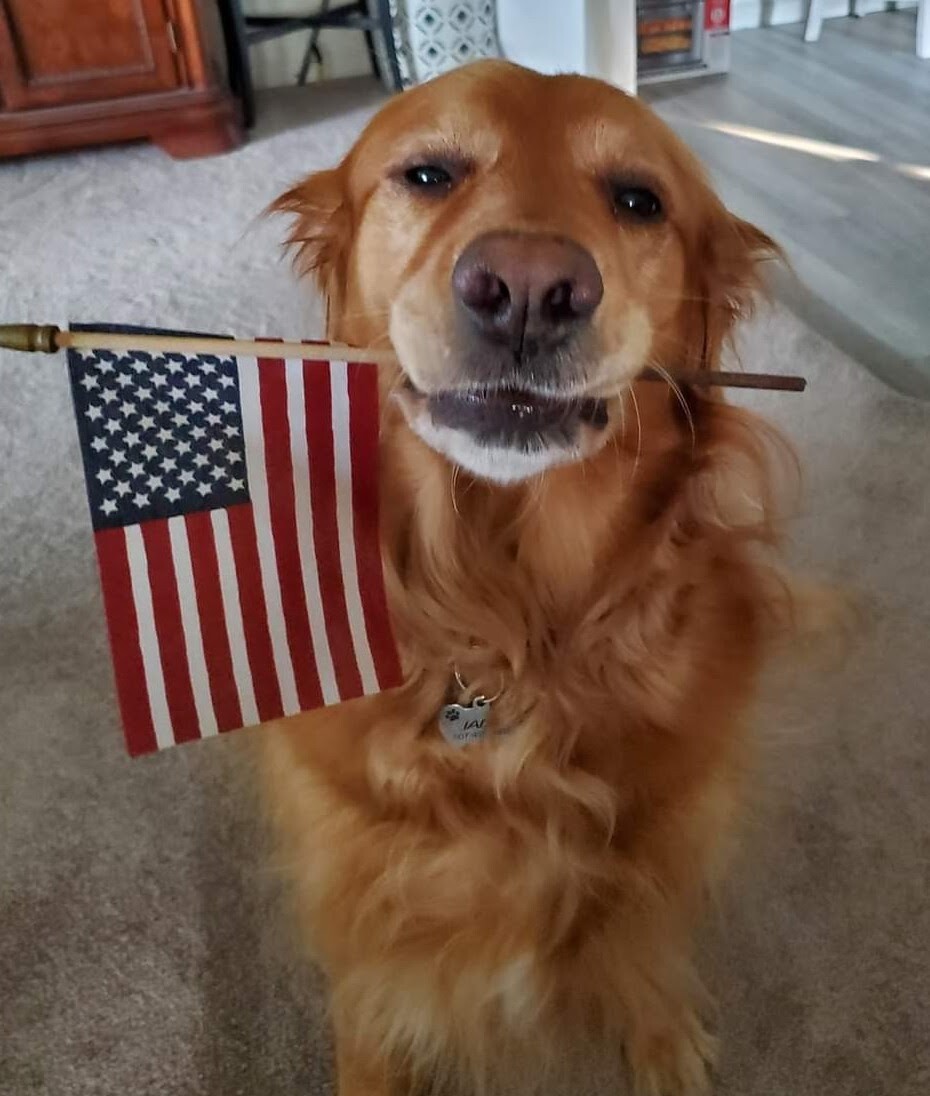 Patriotic  puppy