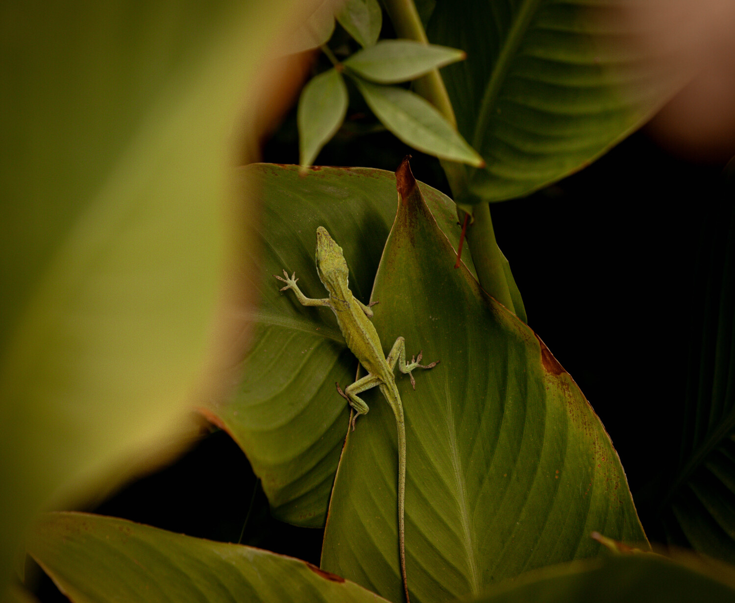 Mr. Anole