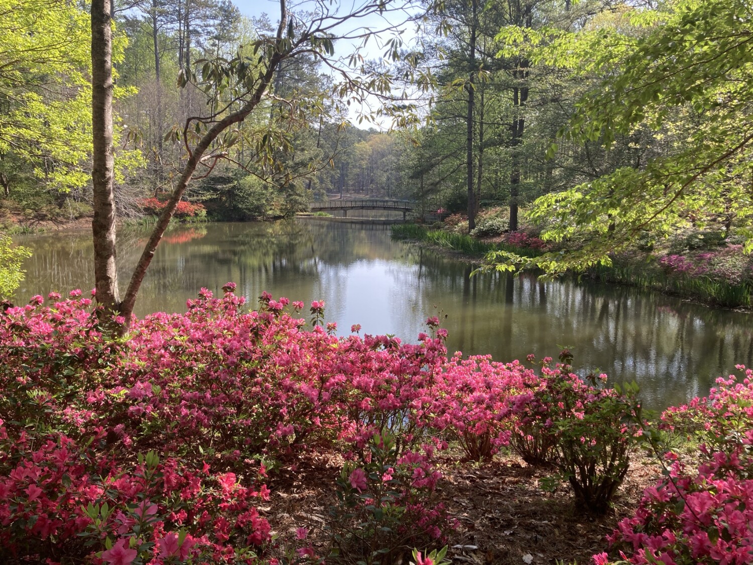 Azaleas in the Spring