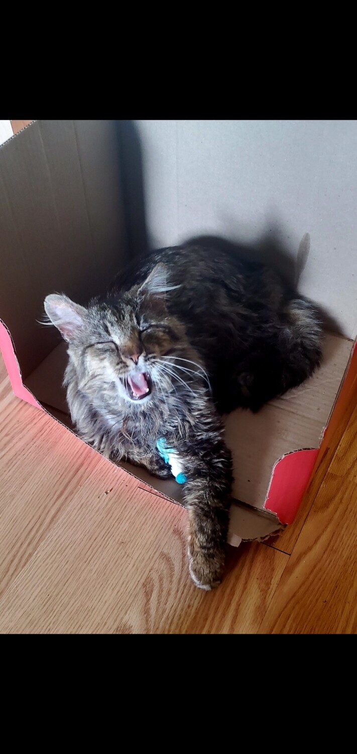 Mousehound's bored yawn