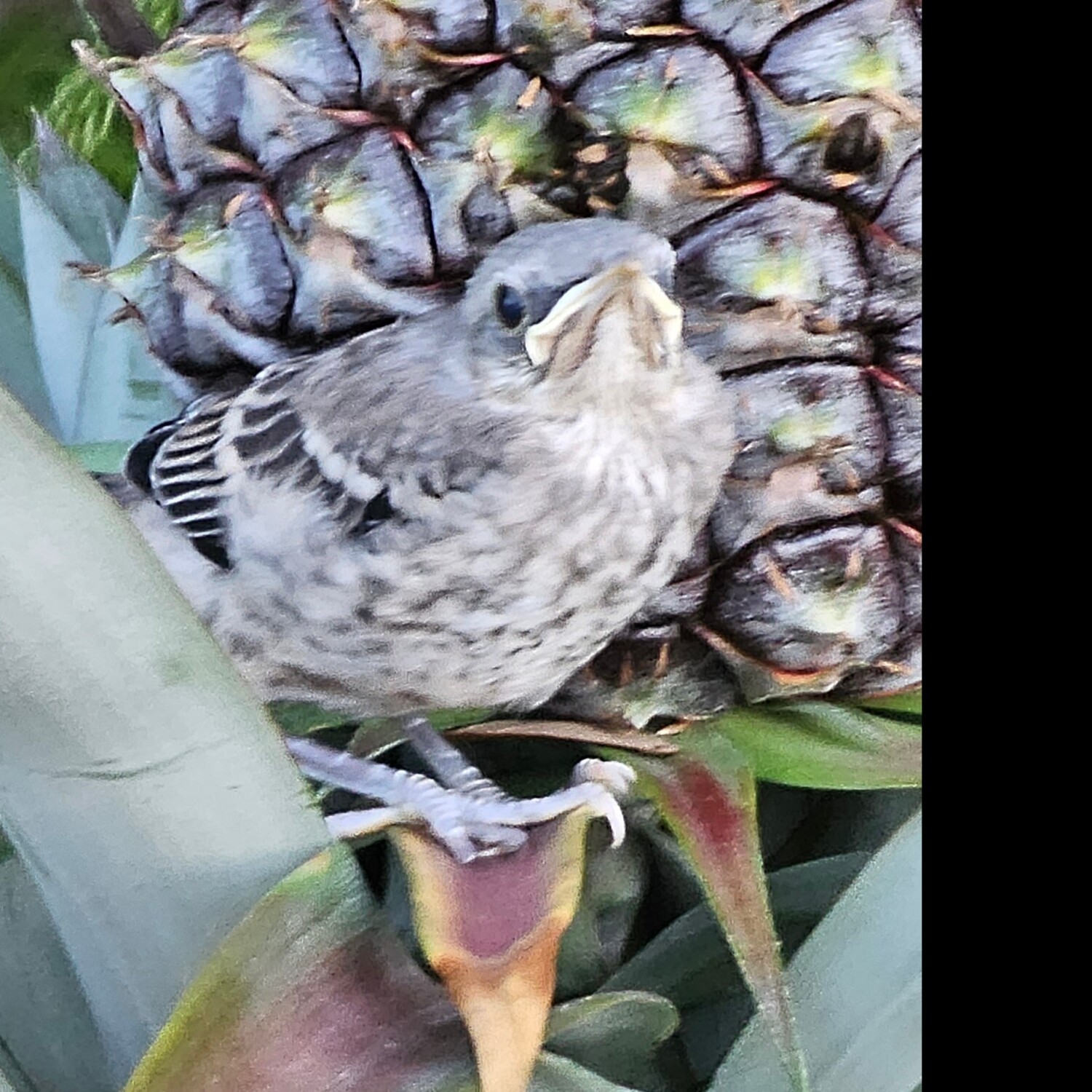 Baby Mockingbird