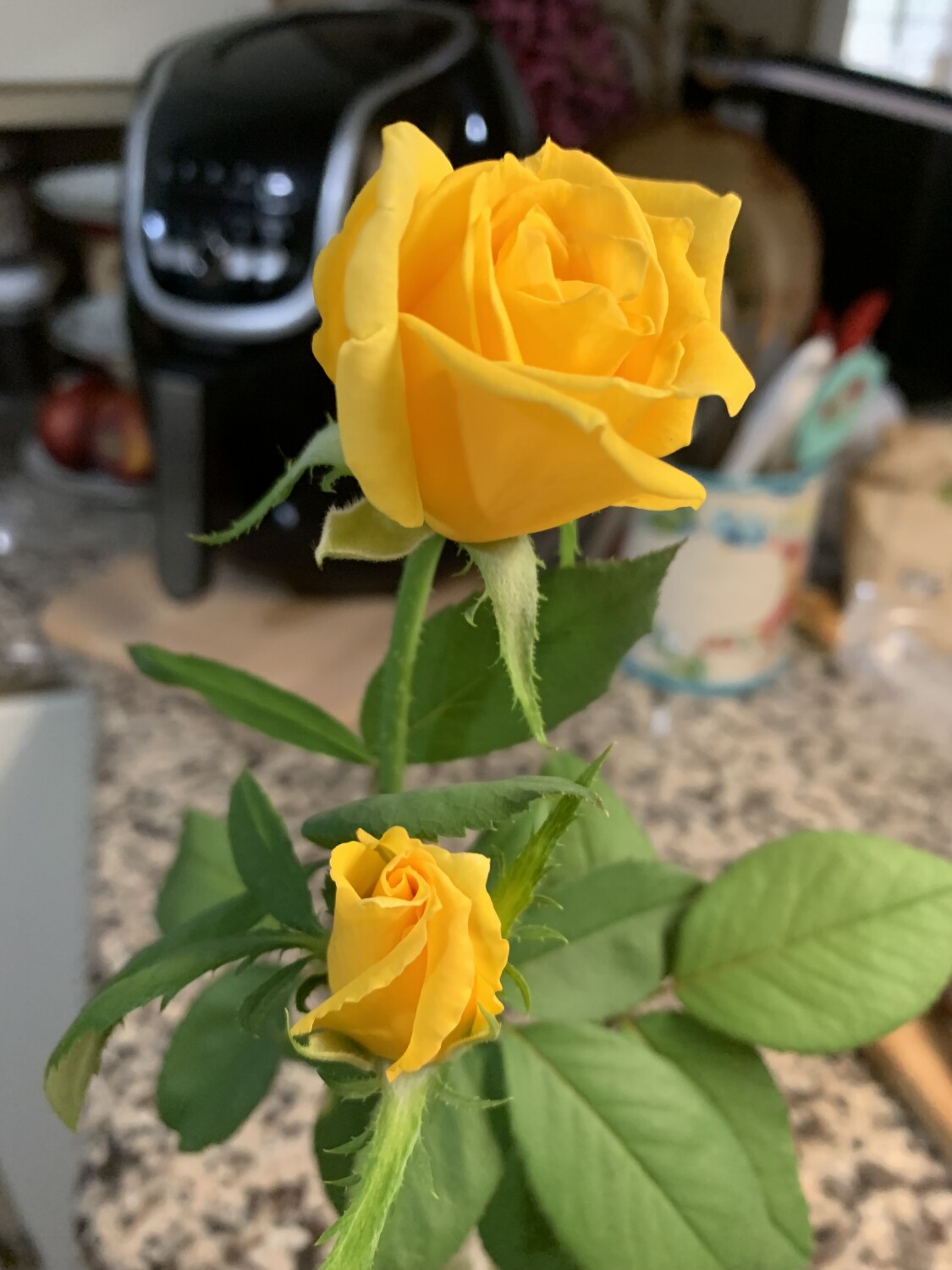 Yellow Roses