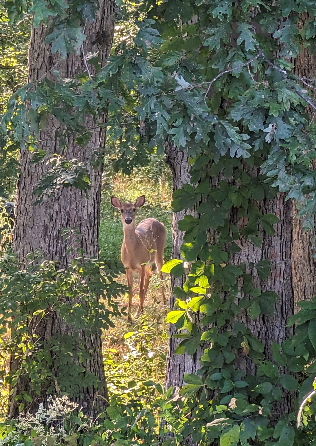Here's looking at you