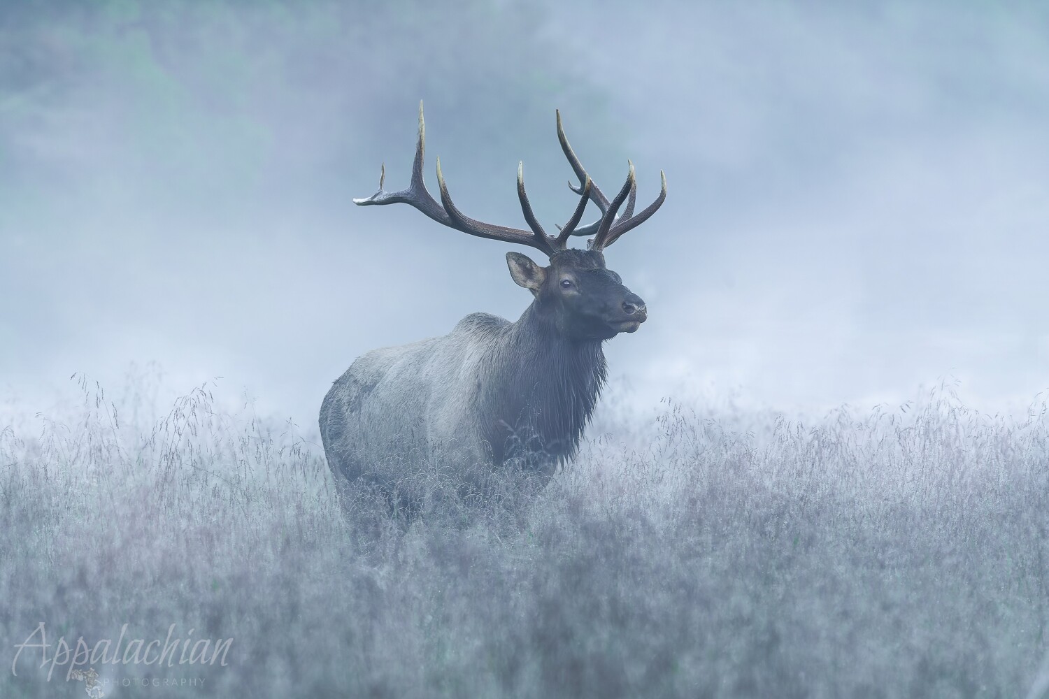 Elk in the mist