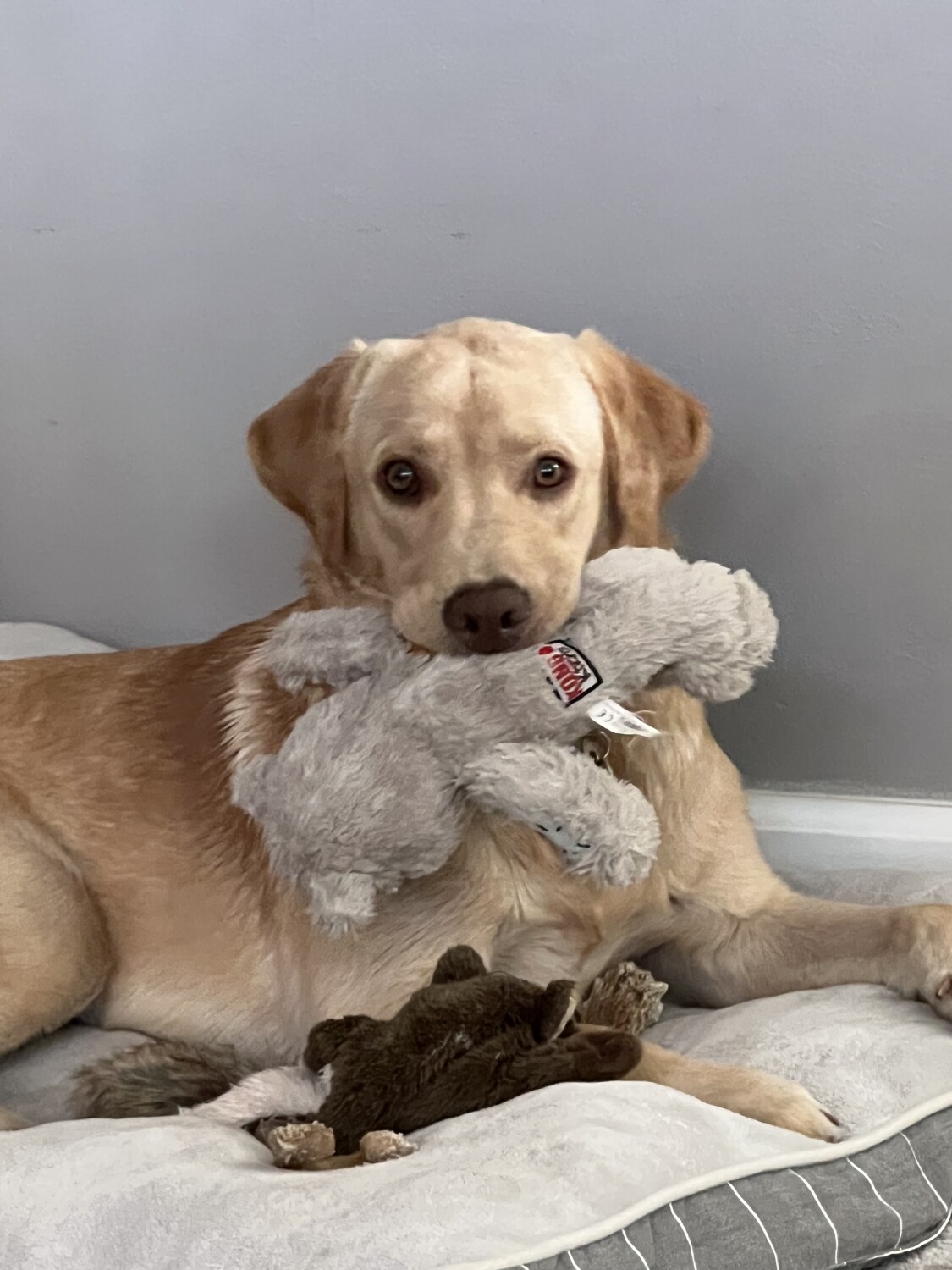 Loki has found his forever home