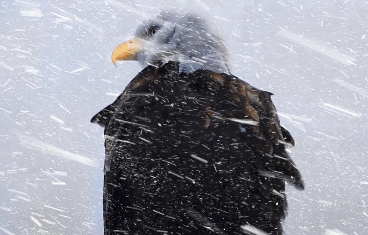 American Bald Eagle