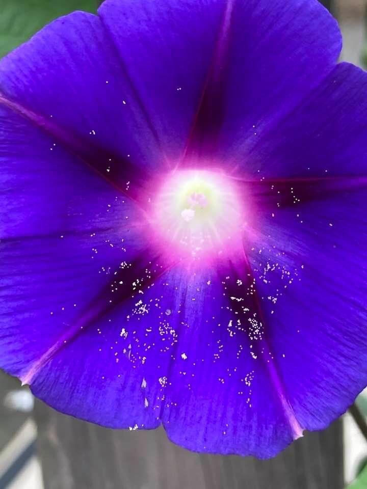 A little fairy dust magic!